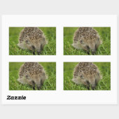 Igel Stickers (Blatt)