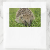 Igel Stickers (Tasche)