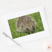 Igel Stickers (Umschlag)