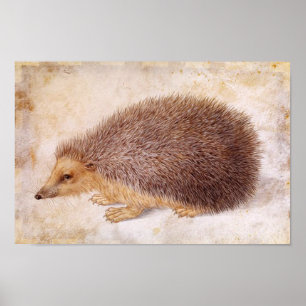 IGEL / Tierzeichnung Poster
