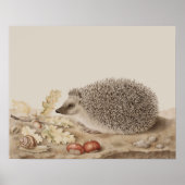 Igel von Giovanna Garzoni Poster (Vorne)