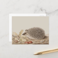 Igel von Giovanna Garzoni
