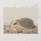 Igel von Giovanna Garzoni Postkarte (Vorderseite)