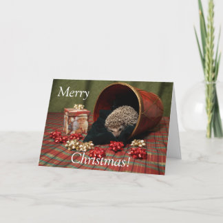 Igels-frohe Weihnachten