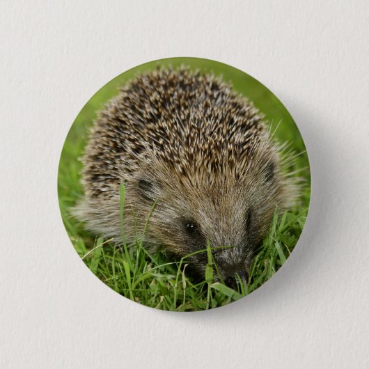 Igels-Knopf-Abzeichen Button (Vorderseite)