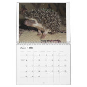 Igelsbabykalender 3 kalender (Mär 2026)