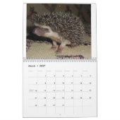 Igelsbabykalender 3 kalender (Mär 2027)