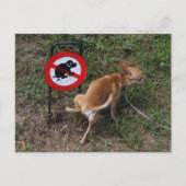 Ignoranz ist Bliss Postkarte (Vorderseite)