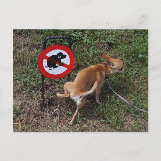 Ignoranz ist Bliss Postkarte (Vorderseite)