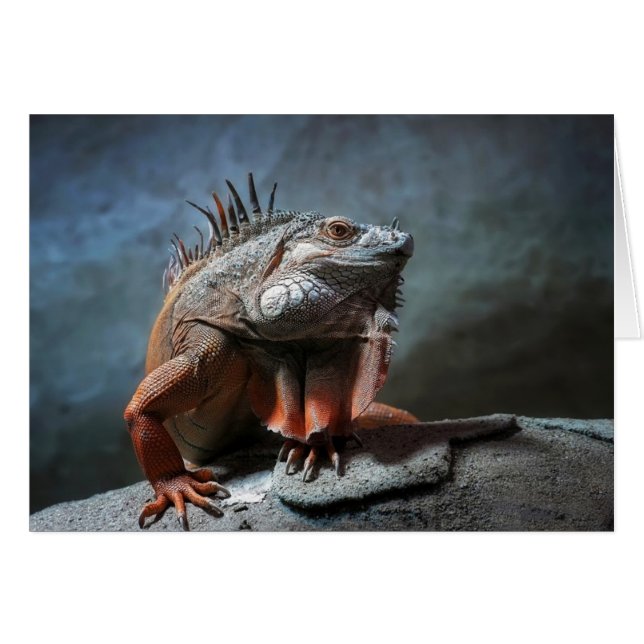 Iguana (Vorderseite (Horizontal))