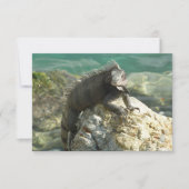 Iguana auf den Felsen bei St. Thomas (Vorderseite)