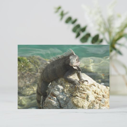 Iguana auf den Felsen bei St. Thomas (Stehend Vorderseite)