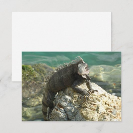 Iguana auf den Felsen bei St. Thomas (Vorne/Hinten)