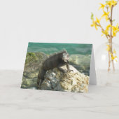 Iguana auf den Felsen bei St. Thomas Karte (Gelbe Blume)