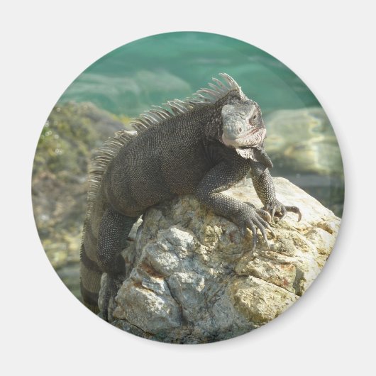 Iguana auf den Felsen bei St. Thomas Magnet (Vorne)