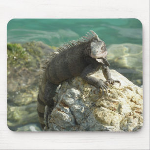 Iguana auf den Felsen bei St. Thomas Mousepad