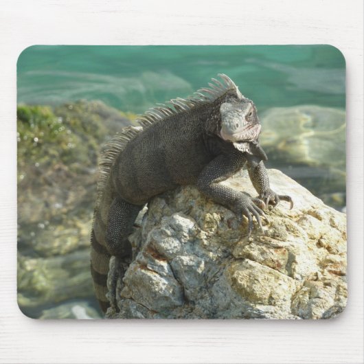 Iguana auf den Felsen bei St. Thomas Mousepad (Vorne)