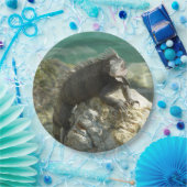 Iguana auf den Felsen bei St. Thomas Pappteller (Party)