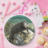 Iguana auf den Felsen bei St. Thomas Pappteller (Party)