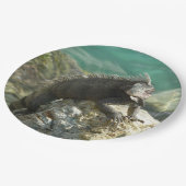 Iguana auf den Felsen bei St. Thomas Pappteller (Schrägansicht)