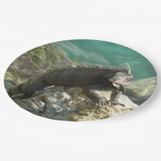 Iguana auf den Felsen bei St. Thomas Pappteller (Schrägansicht)