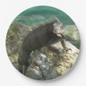 Iguana auf den Felsen bei St. Thomas Pappteller (Vorderseite)