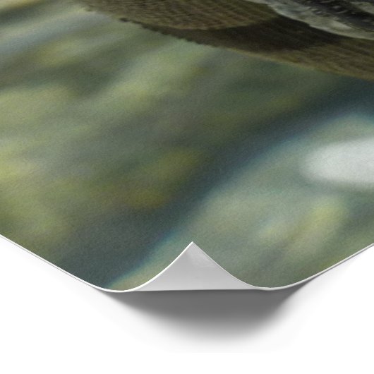 Iguana auf den Felsen bei St. Thomas Poster (Ecke)