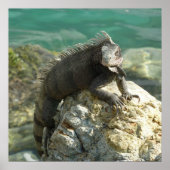 Iguana auf den Felsen bei St. Thomas Poster (Vorne)