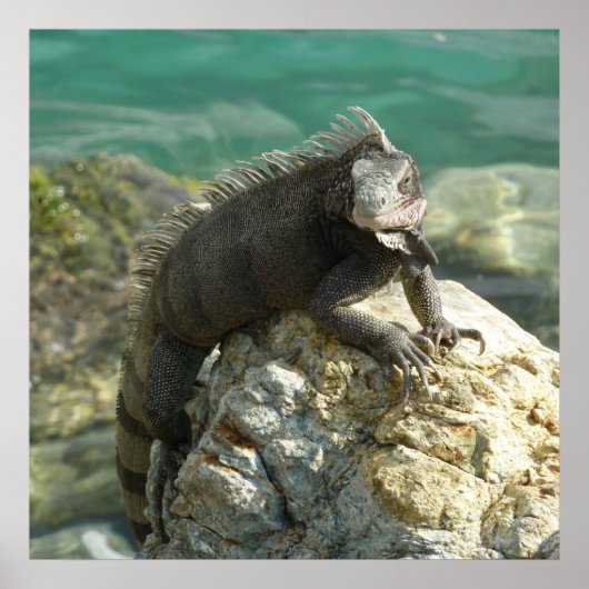 Iguana auf den Felsen bei St. Thomas Poster (Vorne)