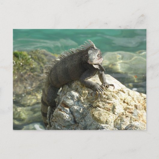 Iguana auf den Felsen bei St. Thomas Postkarte (Vorderseite)