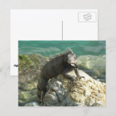 Iguana auf den Felsen bei St. Thomas Postkarte (Vorne/Hinten)