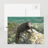 Iguana auf den Felsen bei St. Thomas Postkarte (Vorne/Hinten)