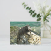 Iguana auf den Felsen bei St. Thomas Postkarte (Stehend Vorderseite)