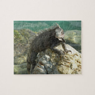 Iguana auf den Felsen bei St. Thomas Puzzle