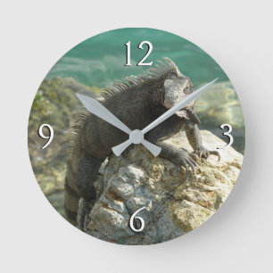 Iguana auf den Felsen bei St. Thomas Runde Wanduhr