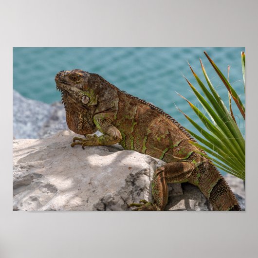 Iguana auf Stone Poster (Vorne)