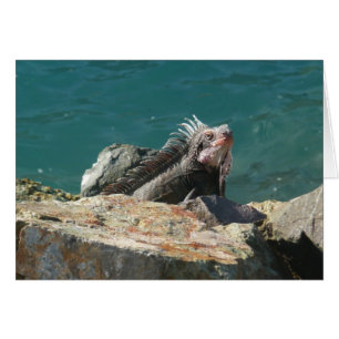 Iguana bei St. Thomas