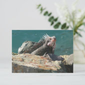 Iguana bei St. Thomas (Stehend Vorderseite)