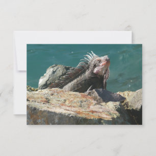 Iguana bei St. Thomas