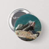 Iguana bei St. Thomas Button (Vorne & Hinten)