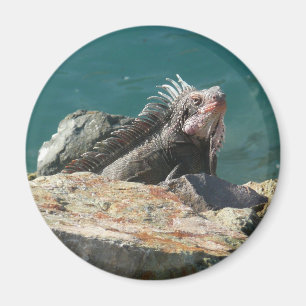 Iguana bei St. Thomas Magnet