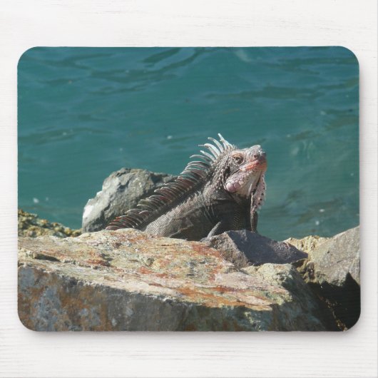Iguana bei St. Thomas Mousepad (Vorne)