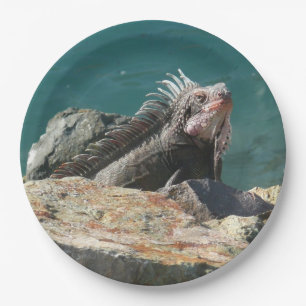 Iguana bei St. Thomas Pappteller