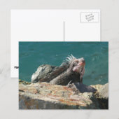 Iguana bei St. Thomas Postkarte (Vorne/Hinten)
