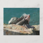 Iguana bei St. Thomas Postkarte (Vorderseite)