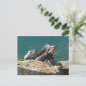 Iguana bei St. Thomas Postkarte (Stehend Vorderseite)
