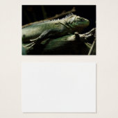 Iguana delicatissima (Vorne & Hinten)