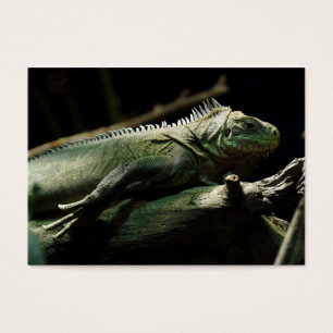 Iguana delicatissima