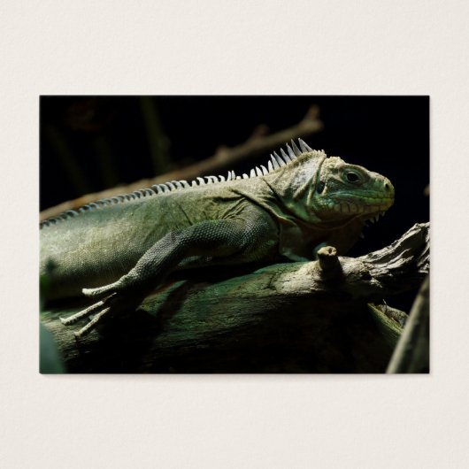Iguana delicatissima (Vorderseite)