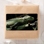 Iguana delicatissima (Insitu)
